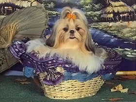 Loverboy Shih Tzu